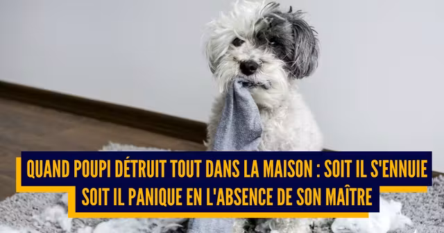 UNE_TOP_MANIES_CHIEN_EXPLIQUEES