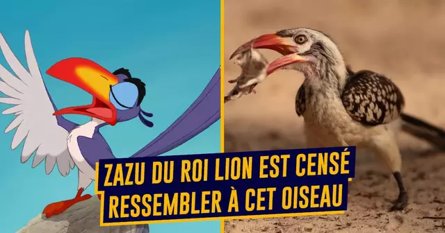 top animaux dessin animé