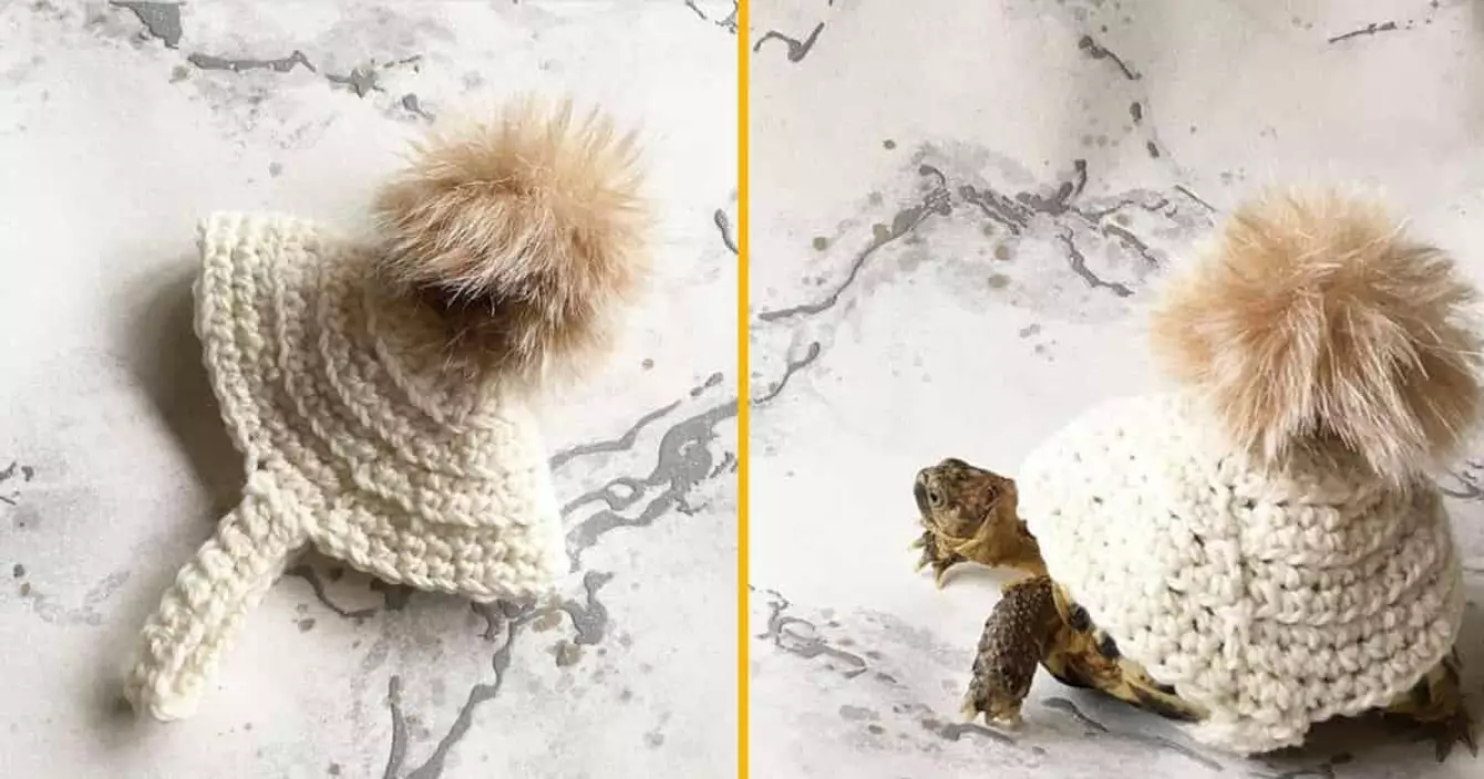 costume-tortue-bonnet