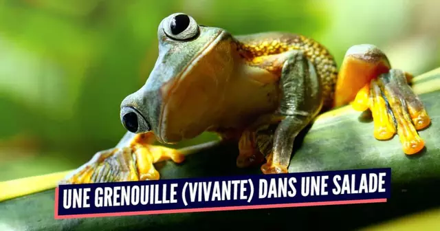 BOUFFE INDUSTRIELLE (1)