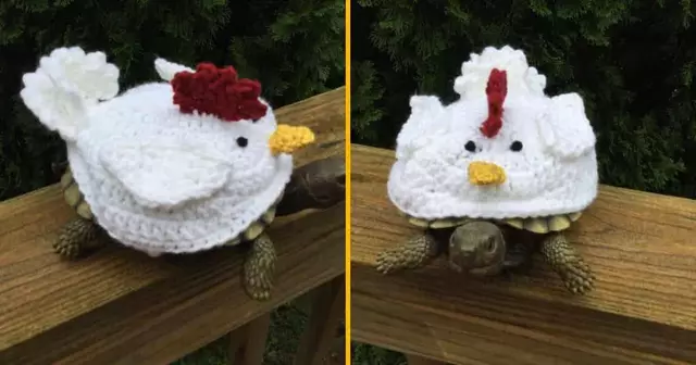 deguisement-poule-tortue