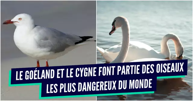 une oiseaux