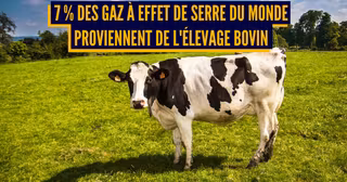 cow-2132526_960_720 (1)