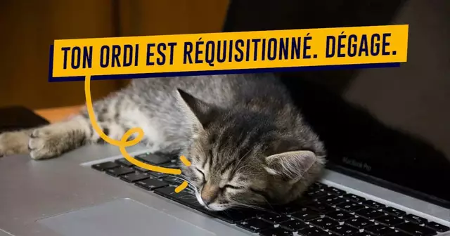 UNE_CHAT_CONFINEMENT