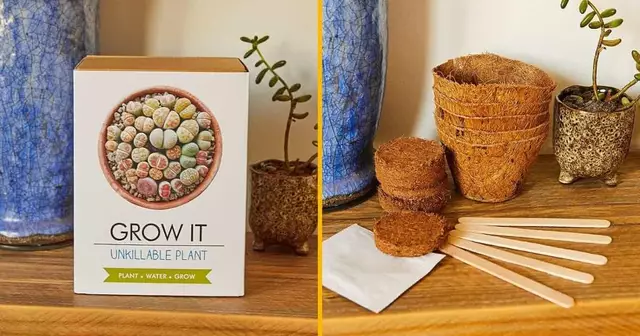 plante-indestructible