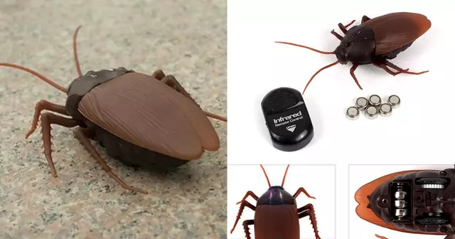 cafard-telecommande