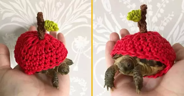 costume-costume-pomme