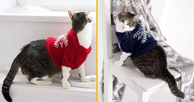 pull-flocon-neige-chat
