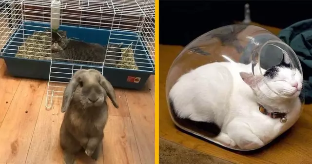 UNE_CHATS_DODO_NIMPORTE_OU