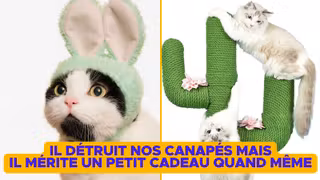 OBJETS-INSOLITES-CHAT