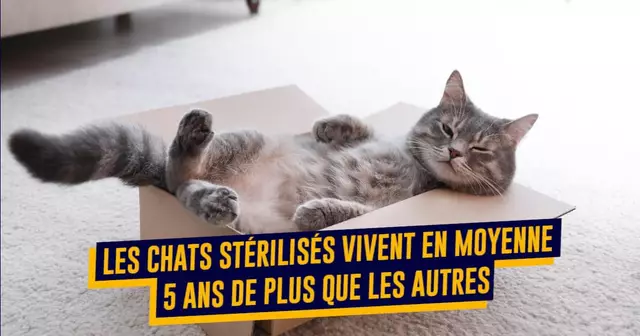 CHAT VIE