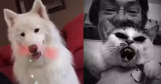 animaux-snapchat-filtres