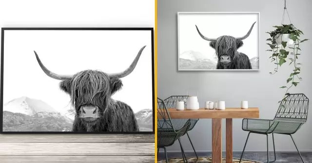 affiche-vache-highlands