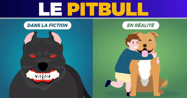 RACE_CHIEN_HONNETE_2_UNE