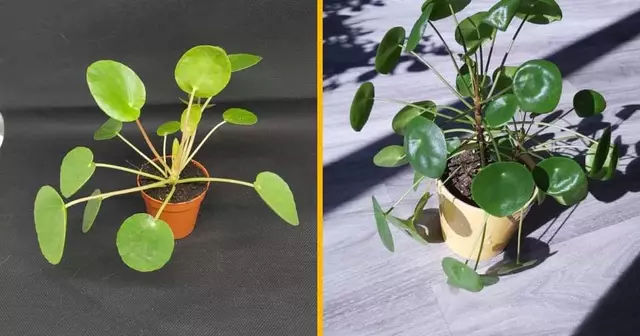 pilea-vraie-plante