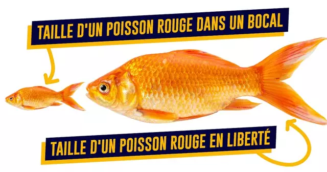 top poisson rouge