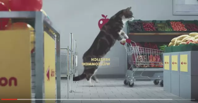 chat-supermarche