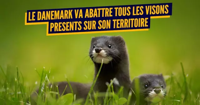 MASSACRE ANIMAUX (1)