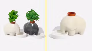 plante-elephant-pousser