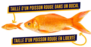 top poisson rouge