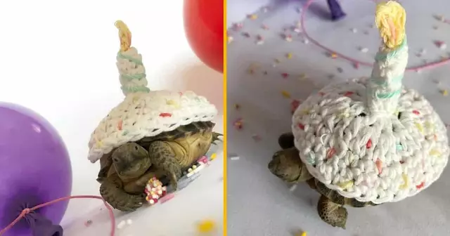 costume-tortue-gateau-bougie