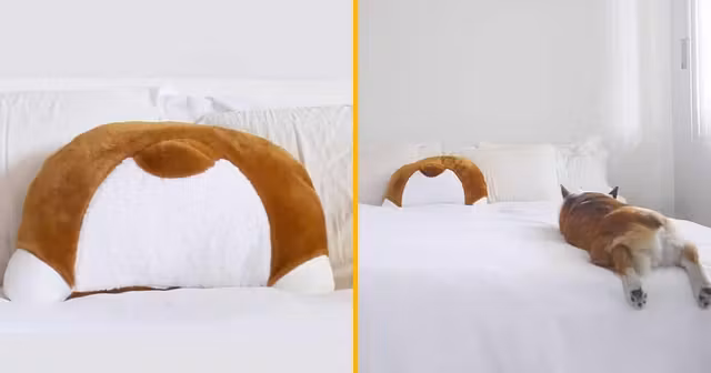 coussin-fesse-chien-corgi