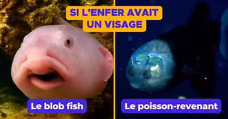 PoissonsMoches