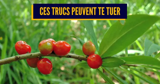 Daphne_mezereum_Berries2