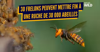 une insectes