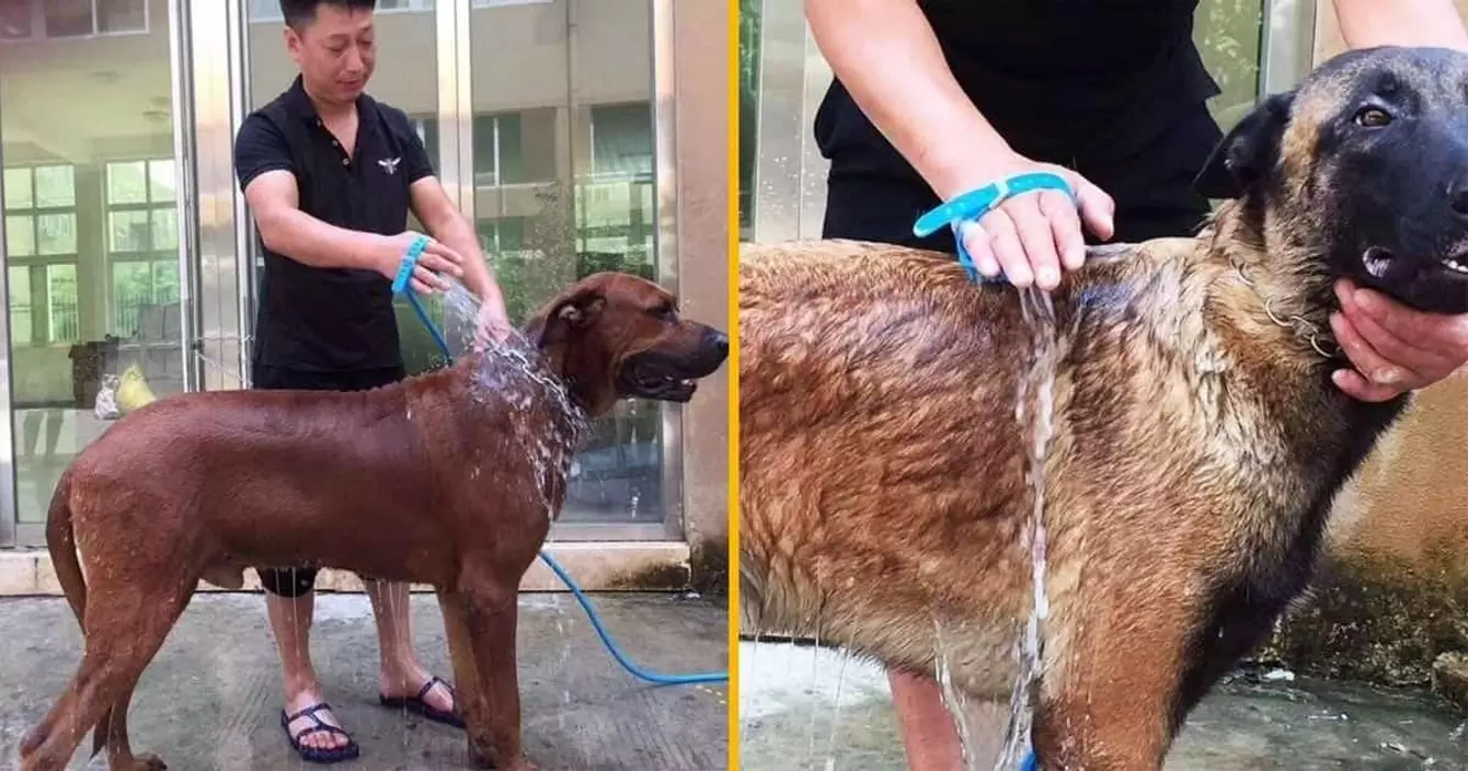 douche-chien-rafraichir