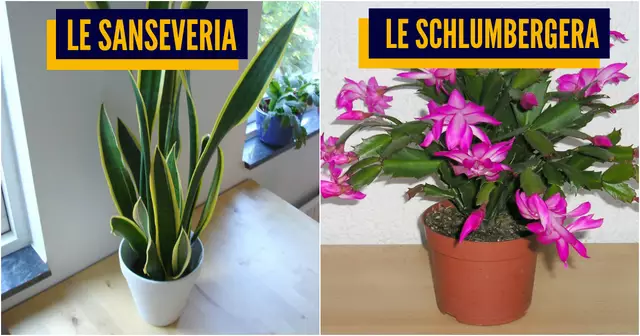 top plantes