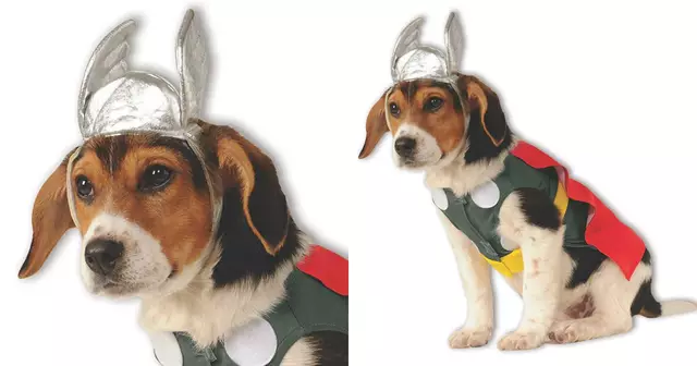 chien-deguisement-thor