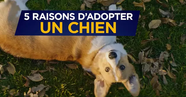 VIGNETTE_ADOPTER_CHIEN0
