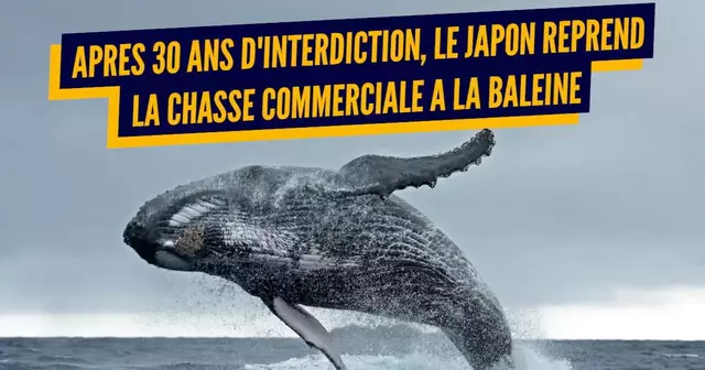 TOP chasse baleine (2)