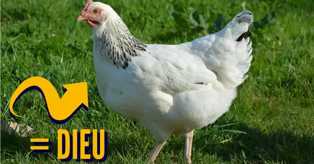 UNE POULES