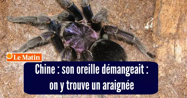 une araiengee
