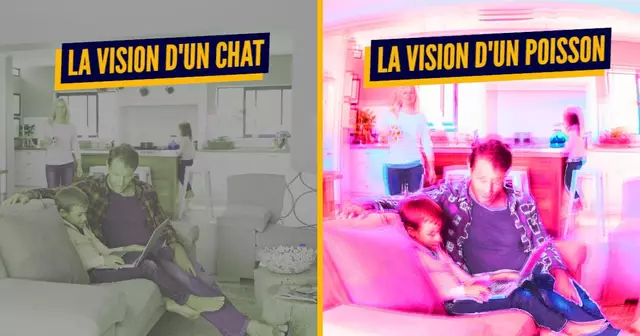 visionanimaux