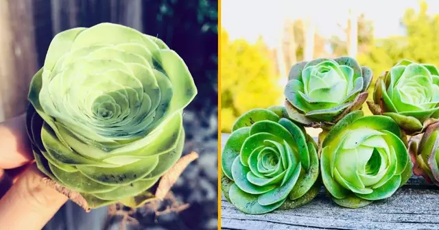 graines-succulentes-forme-roses