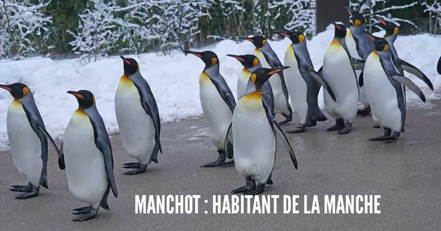 king-penguin-1154432_960_720