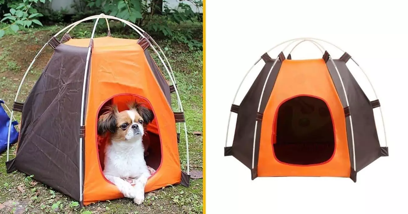 tente-camping-chats-chien