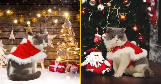 deguisement-noel-pour-chat