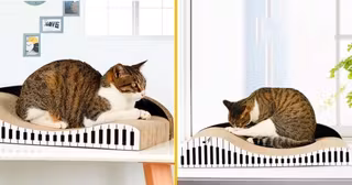 grattoir-synthe-chat-il-jouait-du-piano-debout