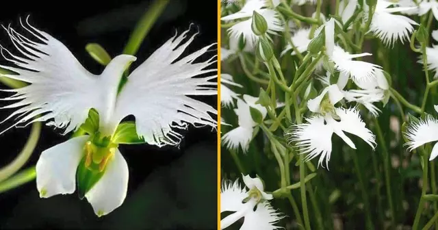 graines-orchidees-ressemblent-colombes