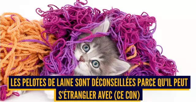 chat JOUETS