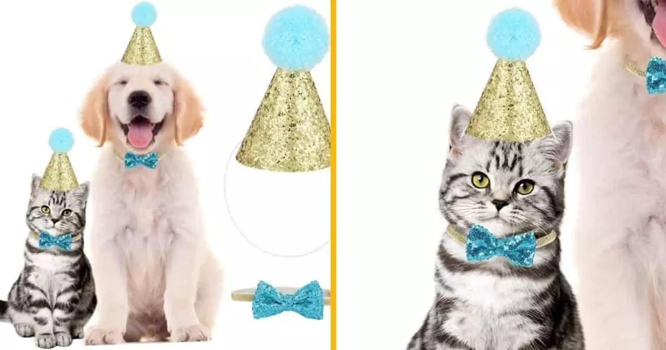 chapeau-anniversaire-chat