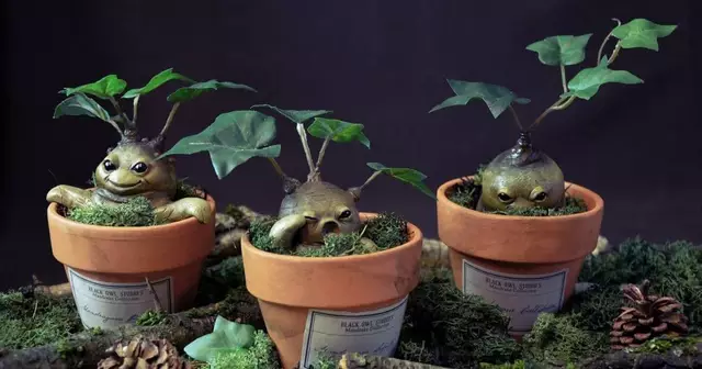 mandragores-harry-potter