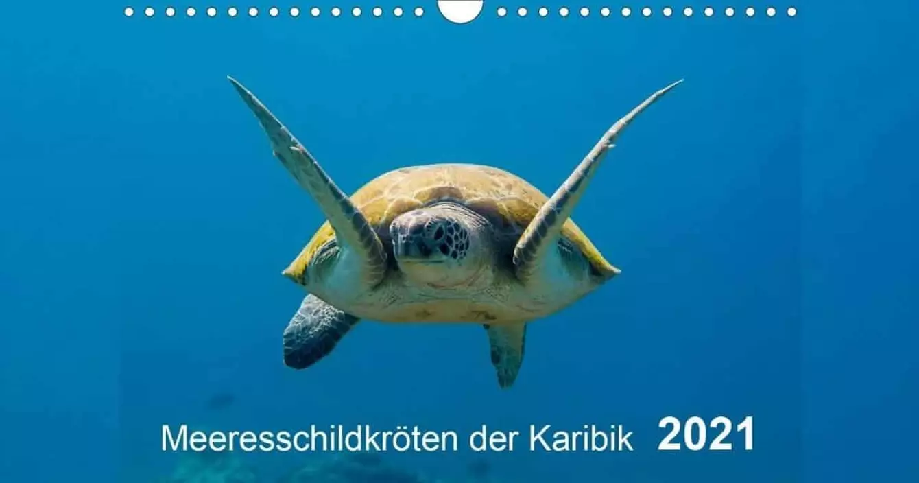 calendrier-tortues