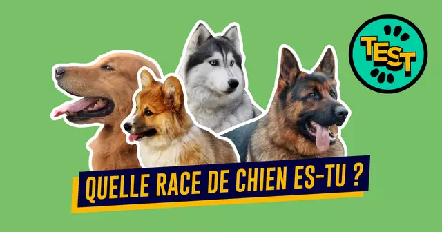 QUELLE-RACE-DE-CHIEN-ES-TU