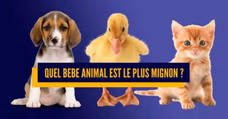 Une Battle Bebes.jpg