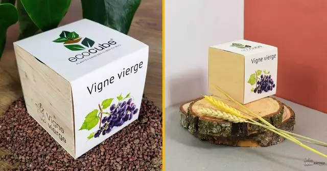 ecocube-faire-pousser-vigne